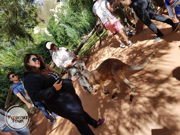 Excursi�n a  Africam Safari Saliendo de Veracruz, Cardel y Xalapa