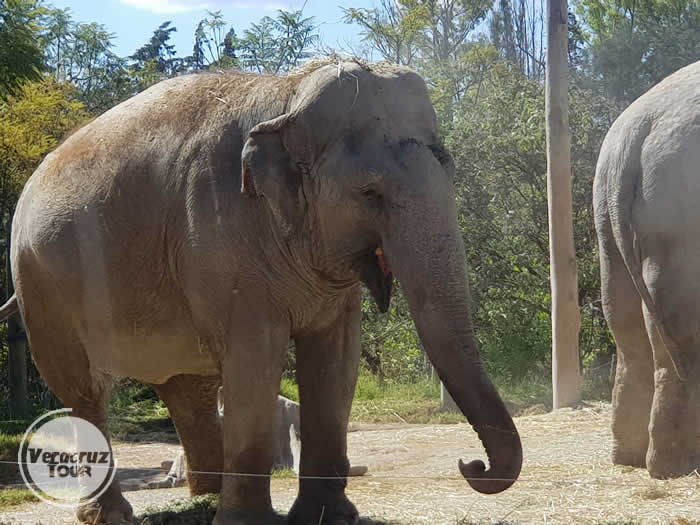 Excursi�n a  Africam Safari Saliendo de Veracruz, Cardel y Xalapa