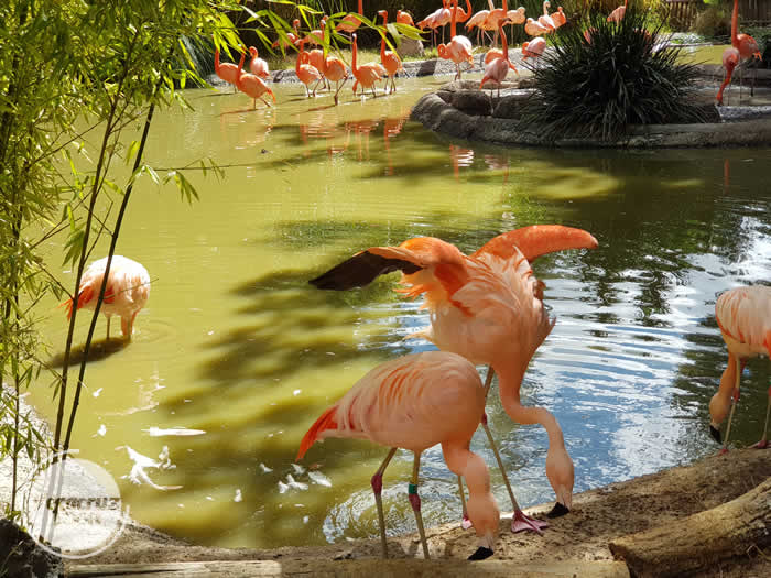 Excursi�n a  Africam Safari Saliendo de Veracruz Cardel y Xalapa