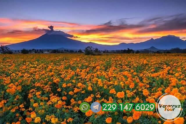 Excursión a los Campos de Cempasuchil Saliendo de Veracruz, Cardel y Xalapa