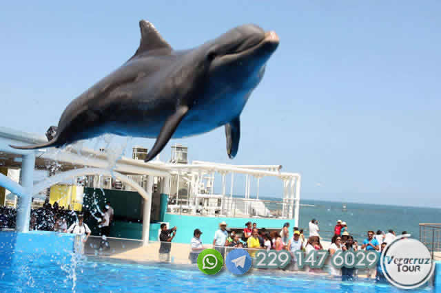 Tour Al Acuario De Veracruz Saliendo de Veracruz o Boca del Río