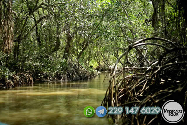 Tour a Los Manglares de Mandinga Saliendo de Veracruz o Boca del Río